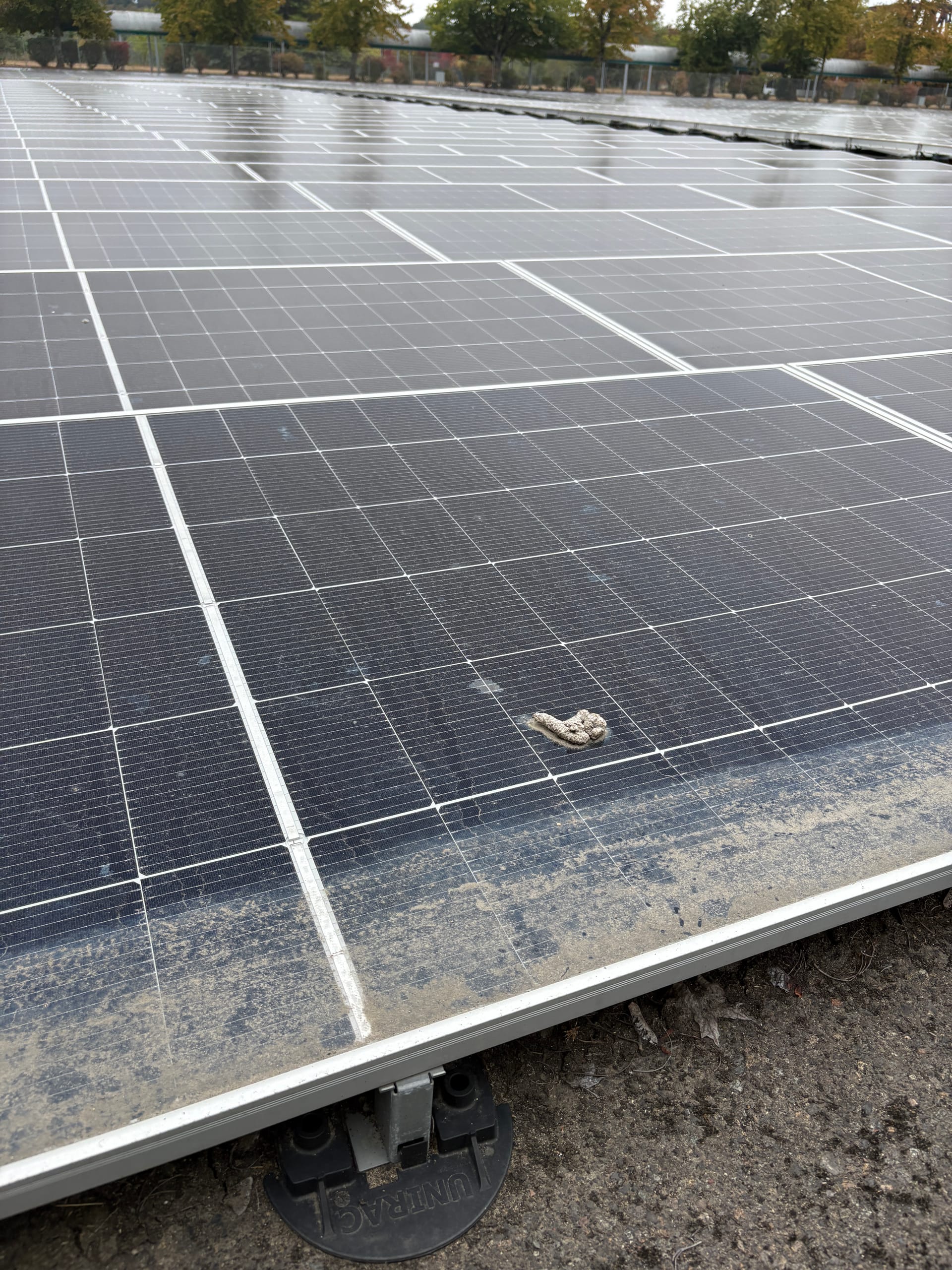 Dust film, grime, and droppings covering panels on a large ground-mount array before cleaning