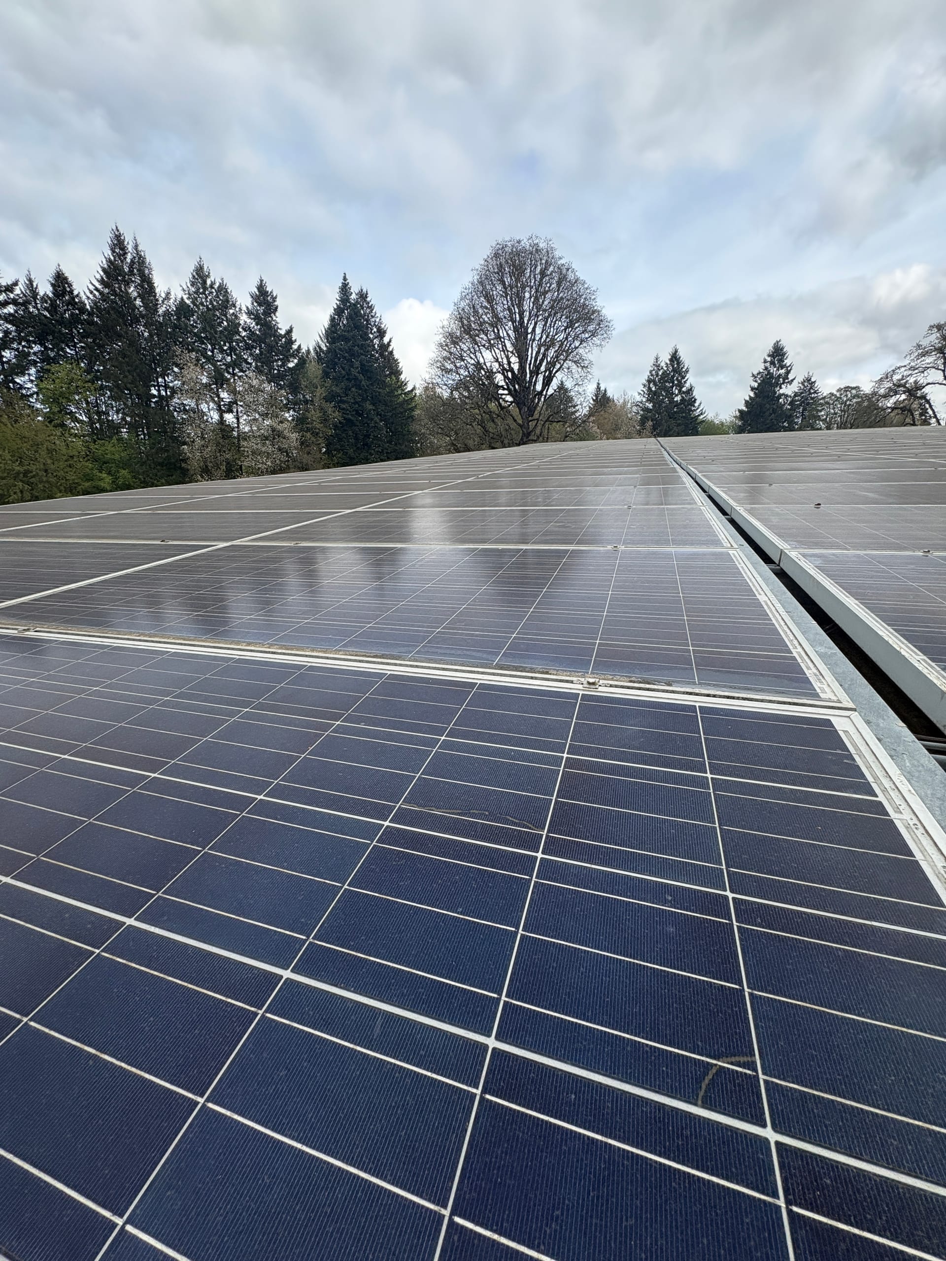 Clean ground-mount solar panels looking up a slope toward Douglas firs and a bare oak