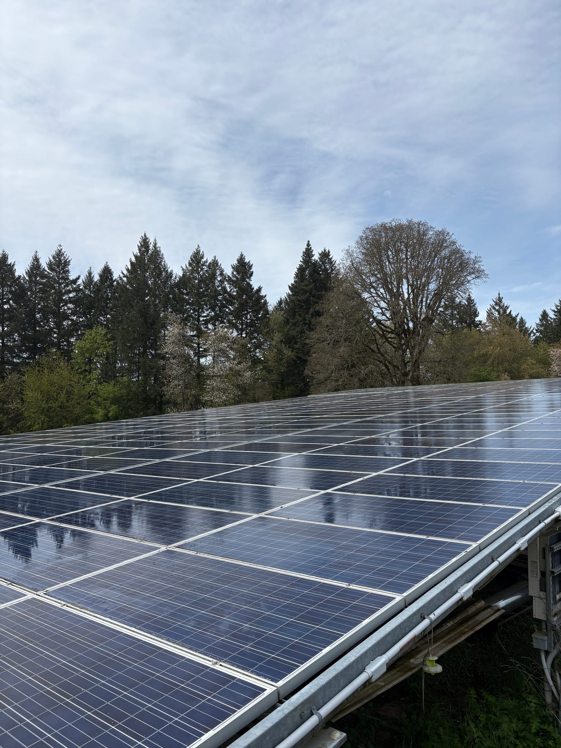 An elevated ground-mount solar array with panels running to a fir treeline